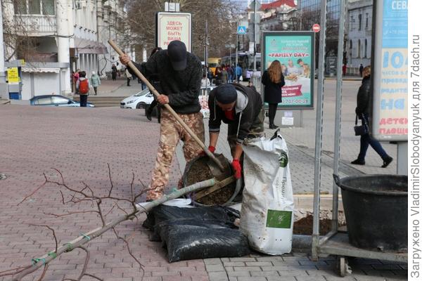 ТЮЛЬПАНОВОЕ ДЕРЕВО