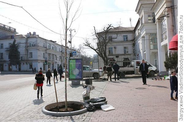 ТЮЛЬПАНОВОЕ ДЕРЕВО