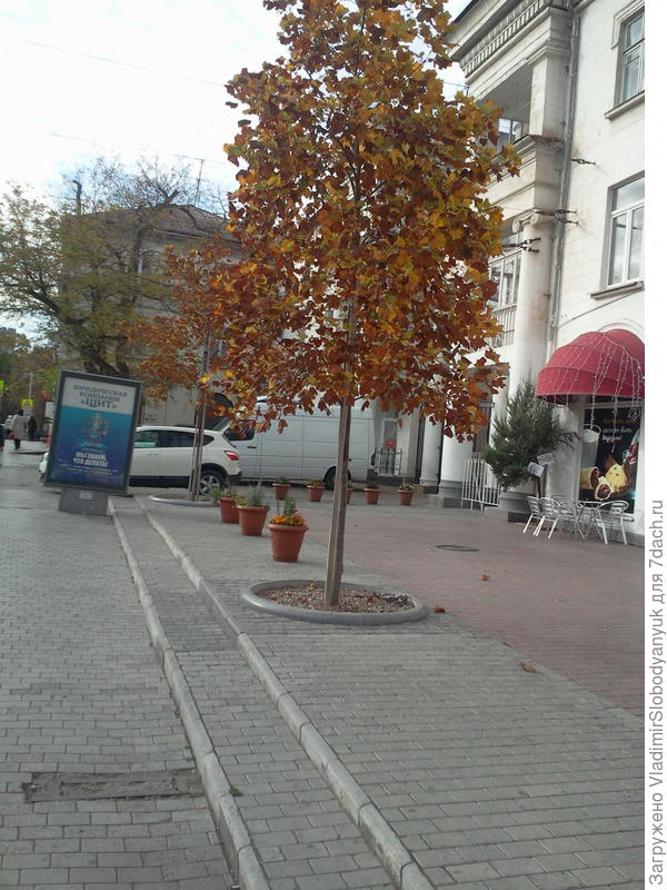 лиродендрон