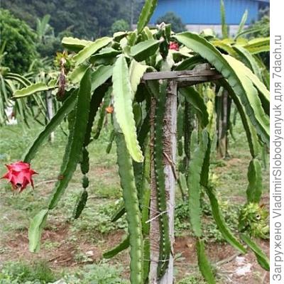 где тот такая была