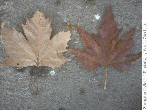листья