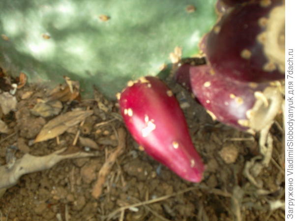 на вкус   сладковатая