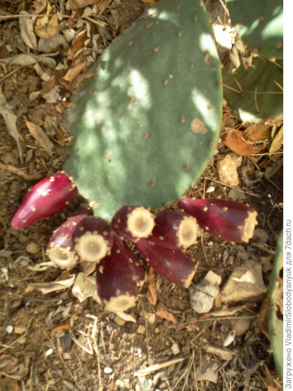 опунция с плодами во дворе