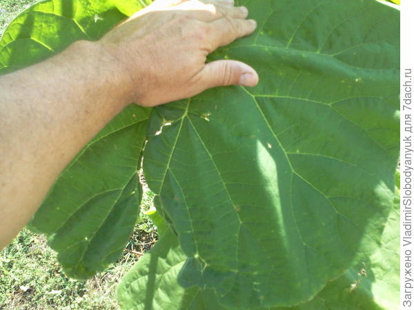лист обтрепанный ветром