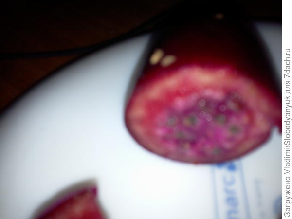 плод   опунция