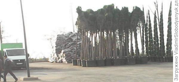 вот какие саженцы сегодня привезли в парк