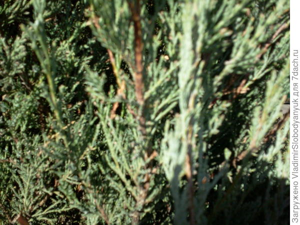 вот   такой можжевельник