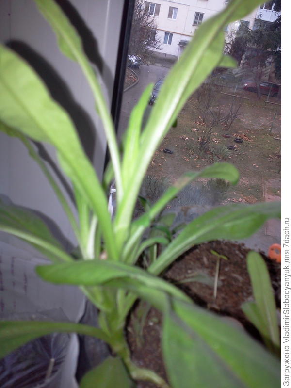 Гелихризум