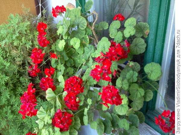 чтобы герань зацвела