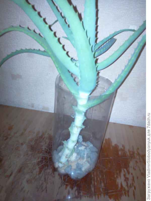 дырки в  горшке не забыть