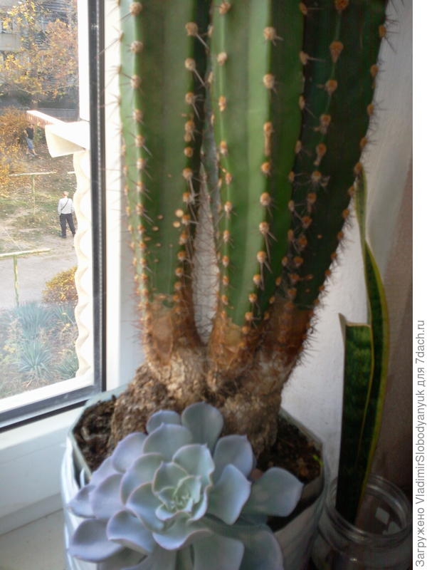 с кактусом