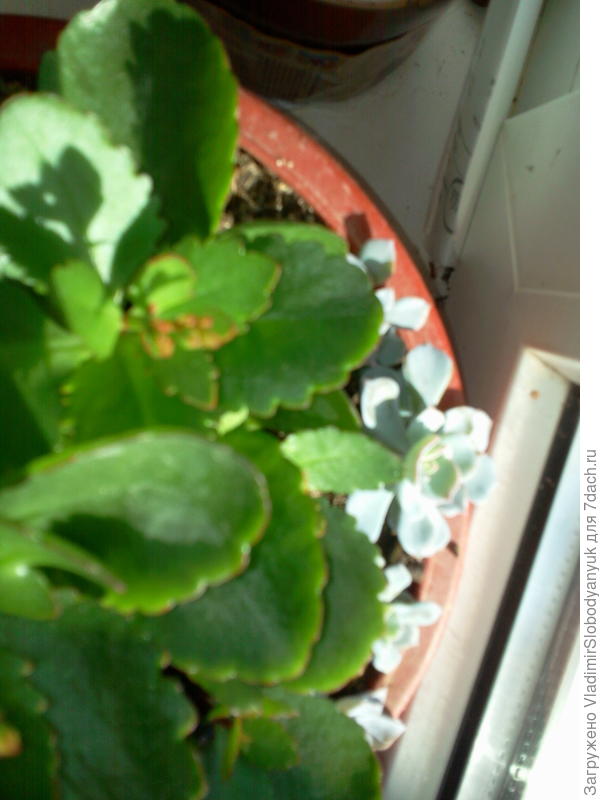 с  каланхое