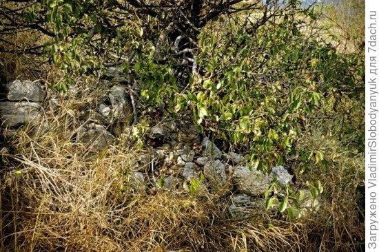 найди кота (по   центру)