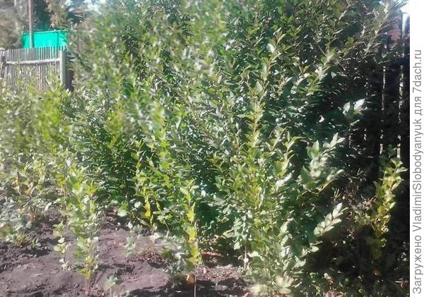 примерно  такая