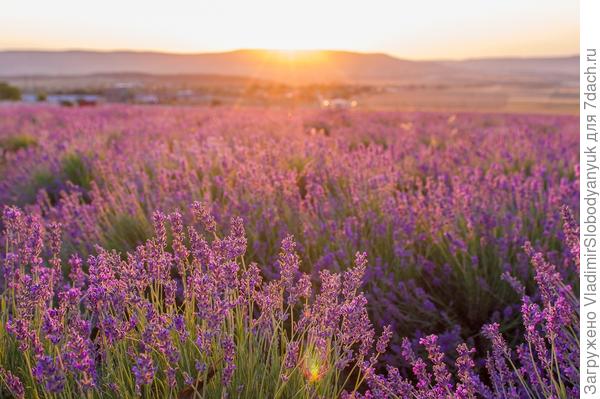 Доброе  утро