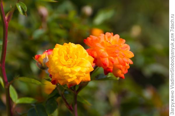 просто  роза