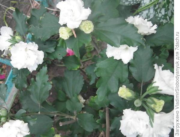 гибискус махровый