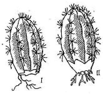 чтоб  не    гнил