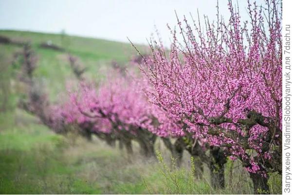 солнца много