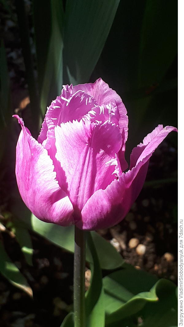 тюльпан