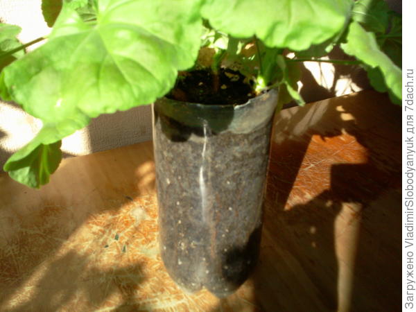 контроль корней