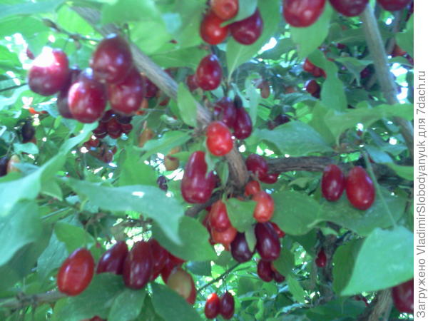 разный мелкий