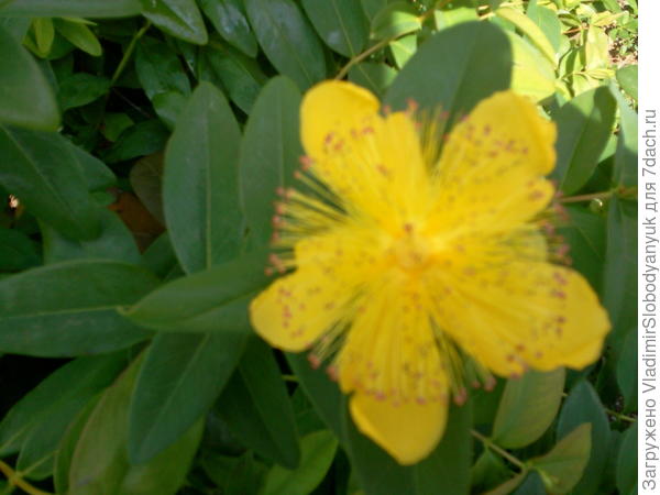 СЕЙЧАС ЦВЕТЕТ