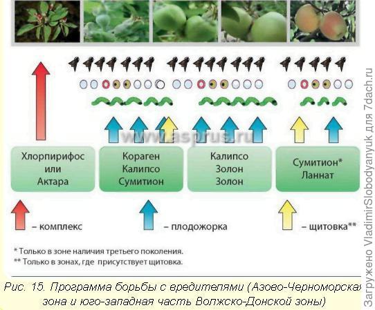 вот  схема 7раз от плодожорки