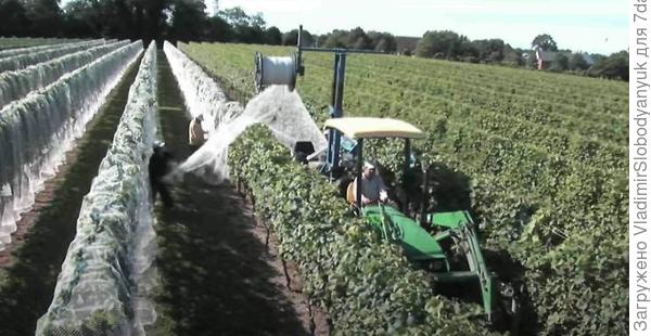 случайно  встретил сетка для укрытия   винограда