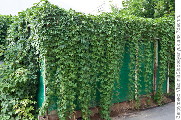 виноград   девич