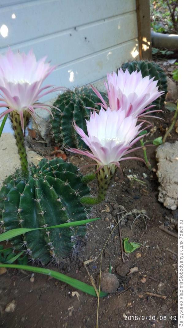 Кактус эхинопсис