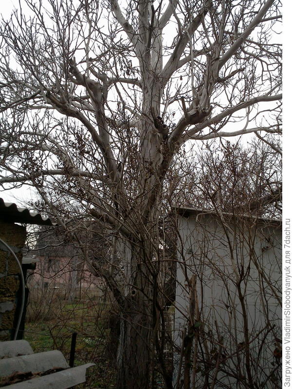 орех  60 летний   более    10м   высотой