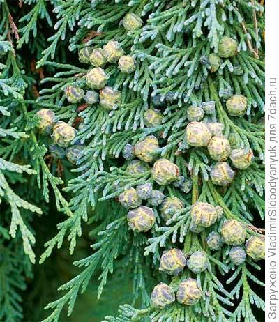 КИПАРИСОВИК