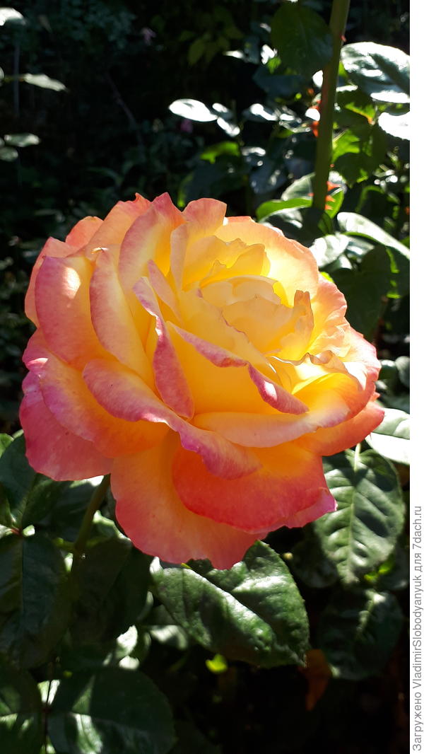 ПОСЛЕДНИЙ ЦВЕТОК   ЧАС   НАЗАД