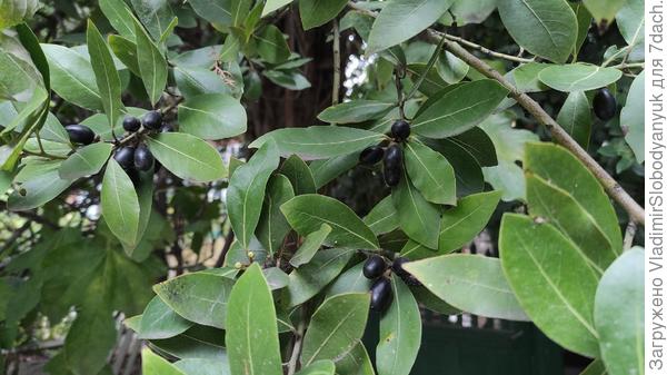 наверно  он