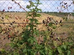 можно  сорт  и     без  колючек