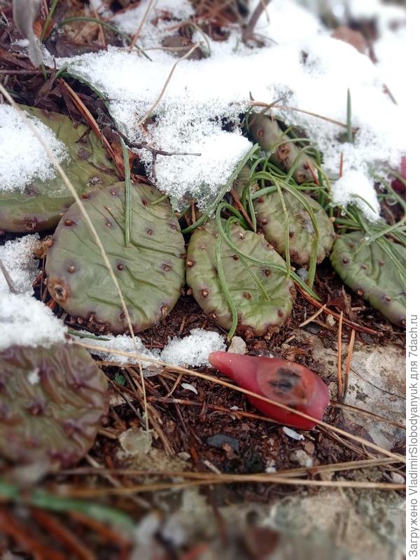 и плоды отпали