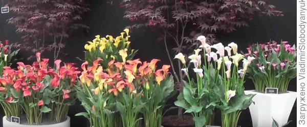 МЕЧТЫ  фото   с  инета выставка  Челси