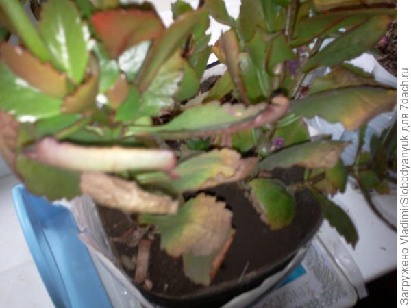 сегодня подсыхает