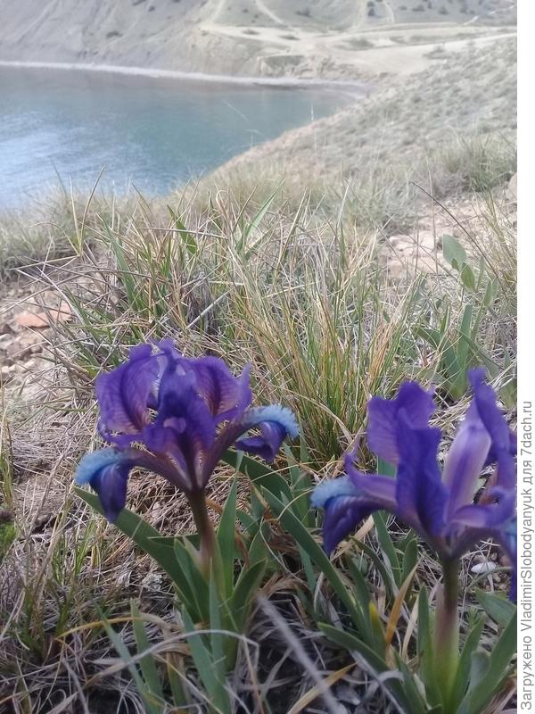 ирис  низкий