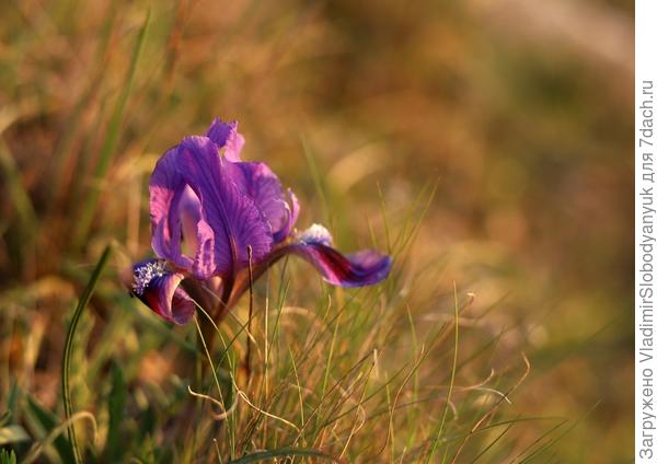 ирис  низкий