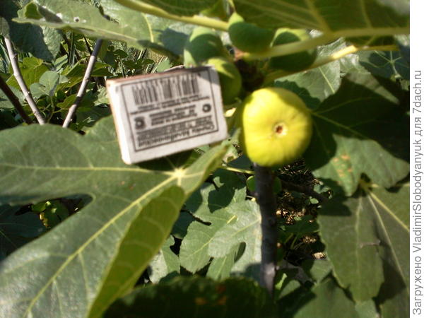 3августа  начало плодоношения