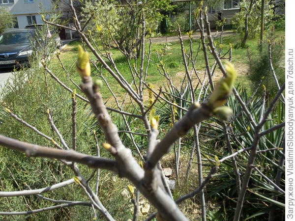 20 апреля  прошлогодняя  завязь   вся отпала