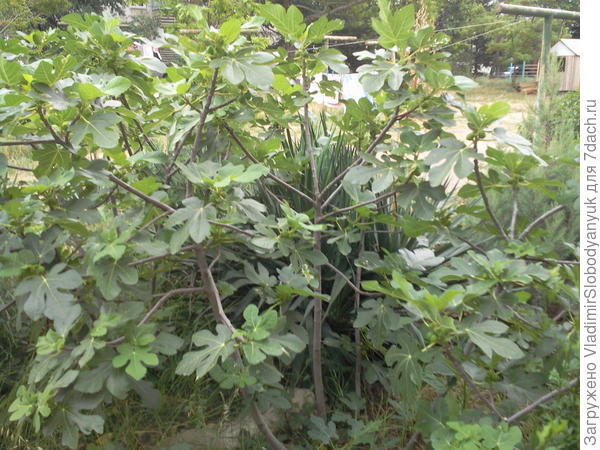 1 июля завязь видна  при  увеличении  фото