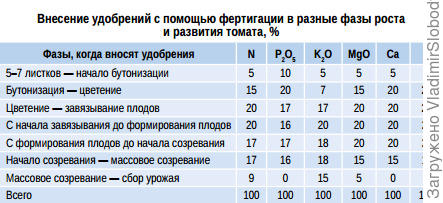 Схема кормления томатов