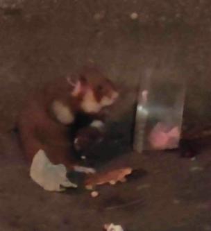 мой   огородый