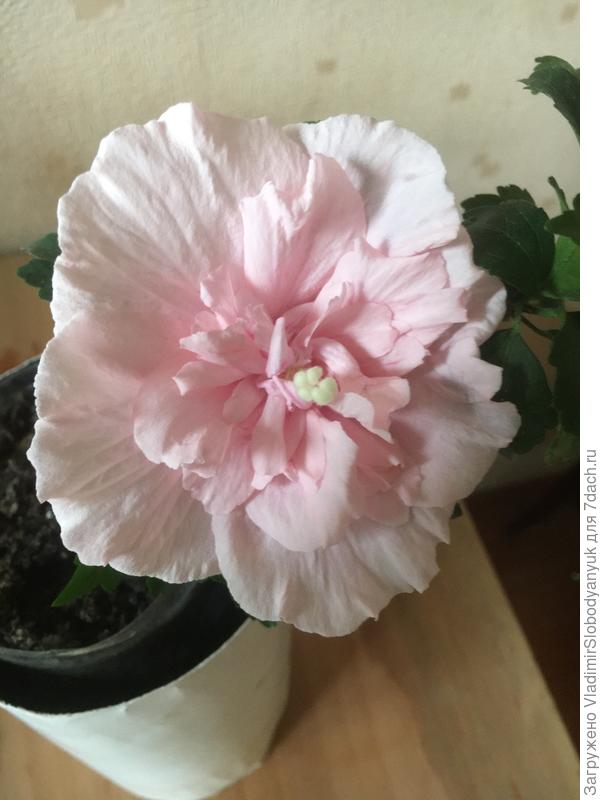 гибискус сирийский