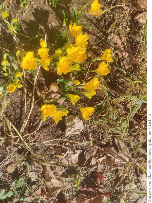 штернбергия