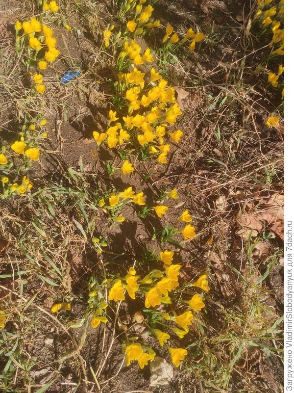 штернбергия