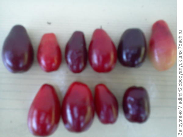 разные сорта